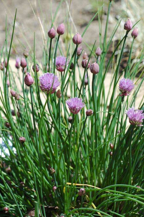 CHIVES SEEDS - 50 CHIVES SEEDS