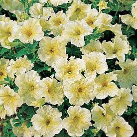 PETUNIA PRISM SUNSHINE - 20 PETUNIA SEEDS