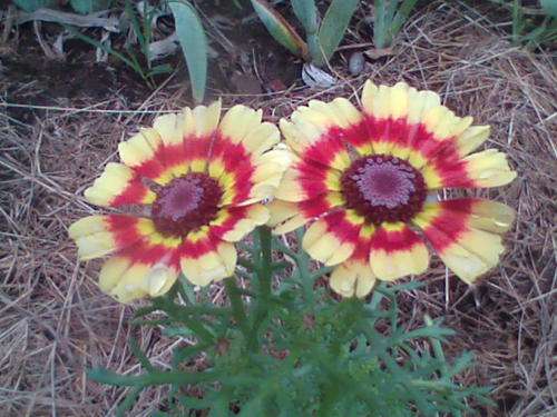 CHRYSANTHEMUM RAINBOW MIX - 120 SEEDS