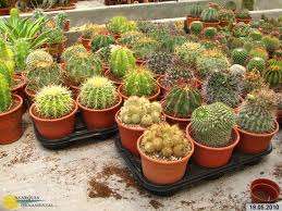 CACTUS SEEDS FINEST MIX 20 CACTUS SEEDS