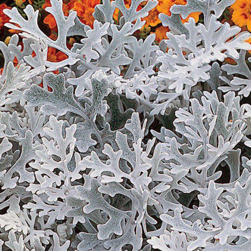 CINERARIA SILVER DUST - 100 SEEDS
