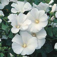 LAVATERA MONT BLANC - 25 SEEDS