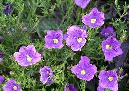 NIEREMBERGIA PURPLE ROBE -100 SEEDS