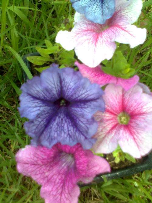 PETUNIA DADDY MIX - 20 SEEDS