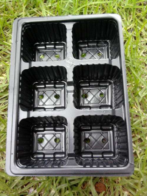 PLASTIC SEEDLING TRAY 6 DIVISION