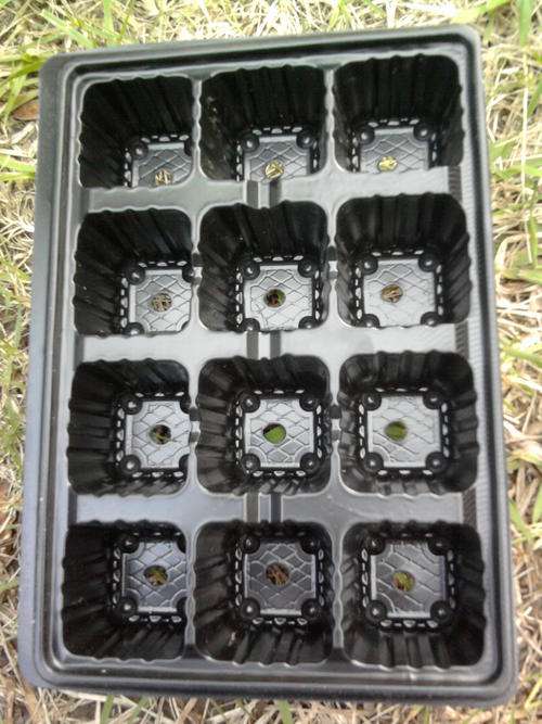 PLASTIC SEEDLING TRAY - 12 DIVISION