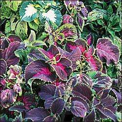COLEUS SEEDS RAINBOW MIX - 60 COLEUS SEEDS