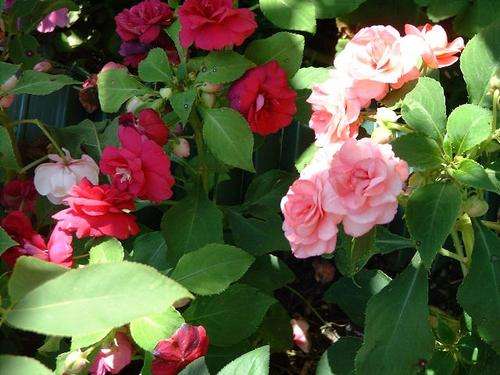 IMPATIENS SUPER ELFIN SAMBA MIX - 10 SEEDS