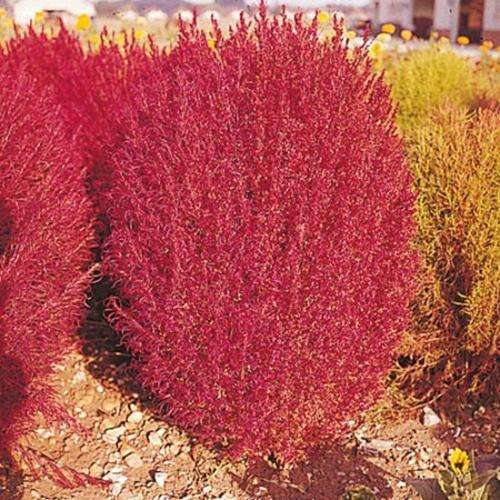 KOCHIA BURNING BUSH - 100 SEEDS