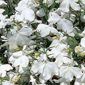 LOBELIA SEEDS RIVIERA WHITE - 100 LOBELIA SEEDS