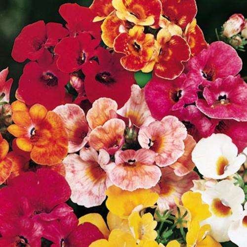 Nemesia Carnival Mix - 100 Nemesia Seeds