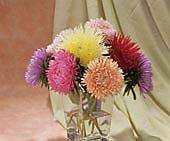 ASTER SEEDS BOUQUET POWDER PUFF - 100 ASTER SEEDS