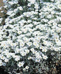 CERASTIUM TOMENTOSUM SILVER CARPET - 50 SEEDS