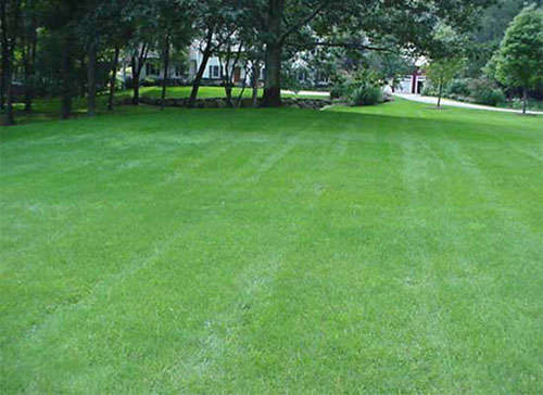 Grass Seed Shade Master - 50 g Grass Seed