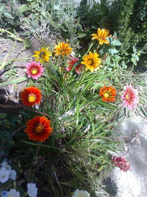 GAZANIA SUNSHINE HYBRID MIX (20) GAZANIA SEEDS