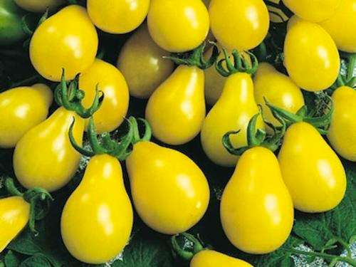 TOMATO SEEDS YELLOW PEAR 100 HEIRLOOM ORGANIC TOMATO SEEDS