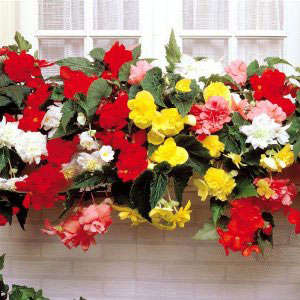 BEGONIA PLANET MIX 10 SEEDS