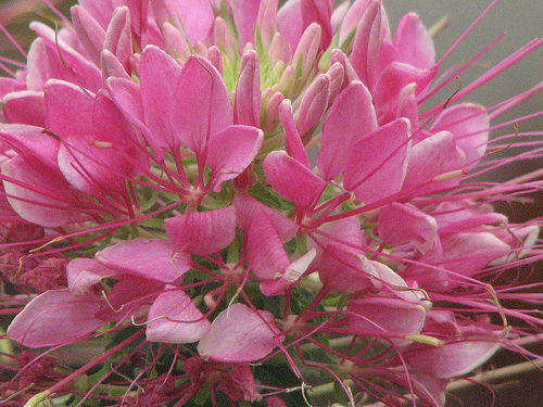 CLEOME QUEEN ROSE 50 CLEOME SEEDS