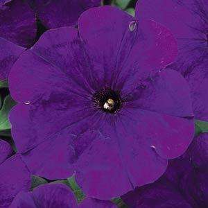 PETUNIA CARPET TRUE BLUE 20 SEEDS