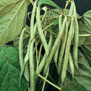 BUSH BEANS TIMBAVATI 50 SEEDS
