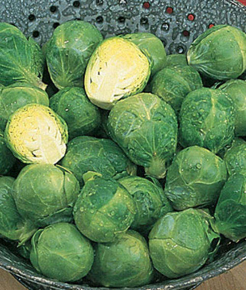 BRUSSEL SPROUTS SEEDS LONG ISLAND 100 SEEDS