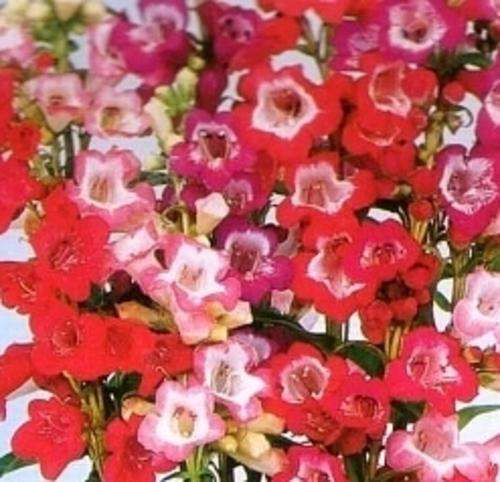 PENSTEMON HARTWEGII SENSATION MIX 200 PENSTEMON SEEDS