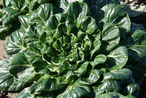 TATSOI FOR CHINESE COOKING 800 SEEDS