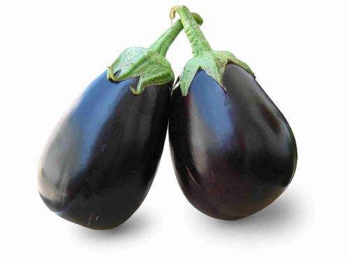 BRINJAL (AUBERGINE) BLACK BEAUTY - 50 BRINJAL SEEDS