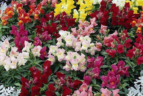SNAP DRAGON (ANTIRRHINUM) DWARF MIX - 50 SEEDS