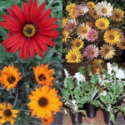 ARCTOTIS HARLEQUIN MIX 50 SEEDS