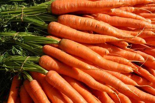CARROT SEED CHANTENAY KAROO  700 + Carrot Seeds