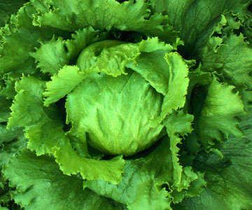 LETTUCE "MAJOR" - 300 CRISPHEAD LETTUCE SEEDS