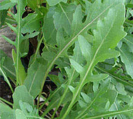 ROCKET 100 SEEDS "WILD ROCKET"