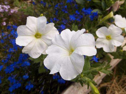 PETUNIA CARPET WHITE - 20 PETUNIA SEEDS