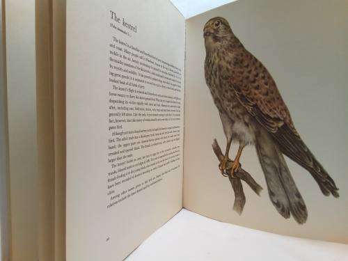 Birds of field and forest Illustrations by E Demartini