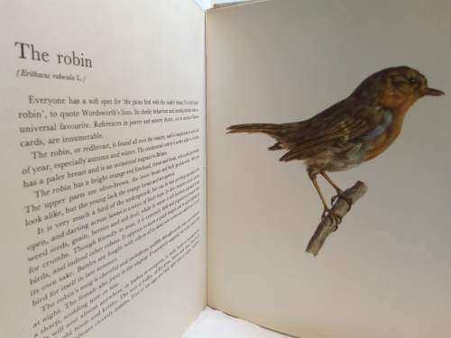 Birds of field and forest Illustrations by E Demartini