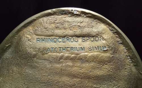 Brass Rhino spoor from the registered collection of the B.W. Genis animal foot prints 1980