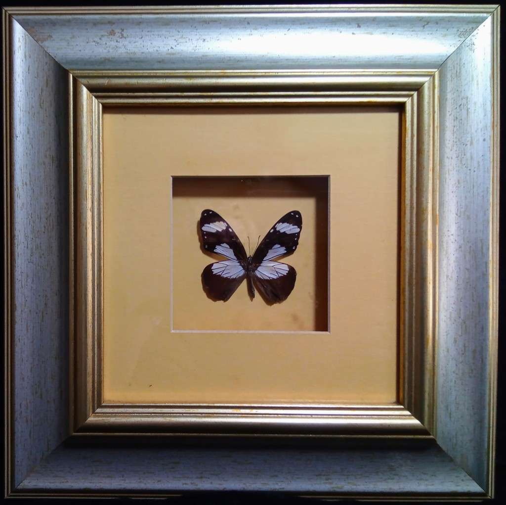 Beautiful Framed butterfly