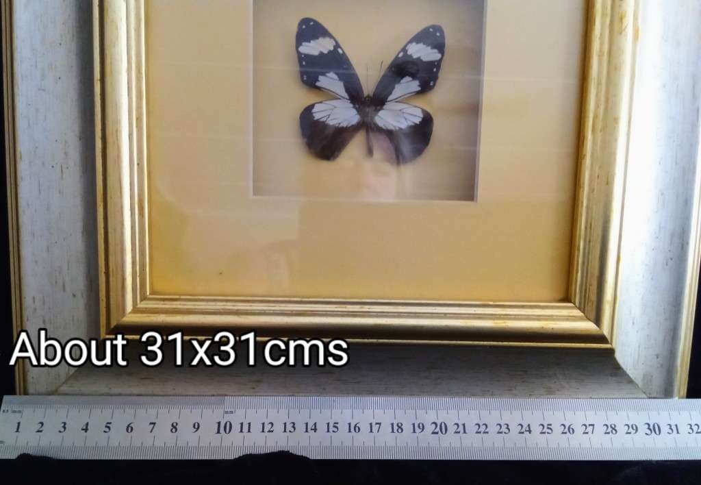 Beautiful Framed butterfly