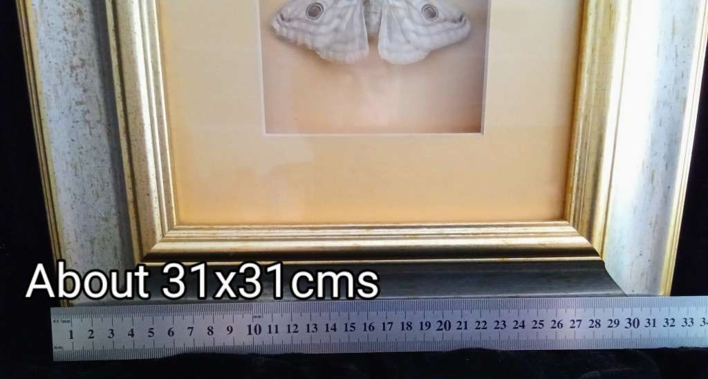 Beautiful Framed moth 1