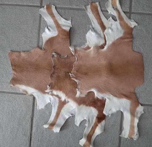 Springbok skin offcuts - natural colour (Ideal for crafts)