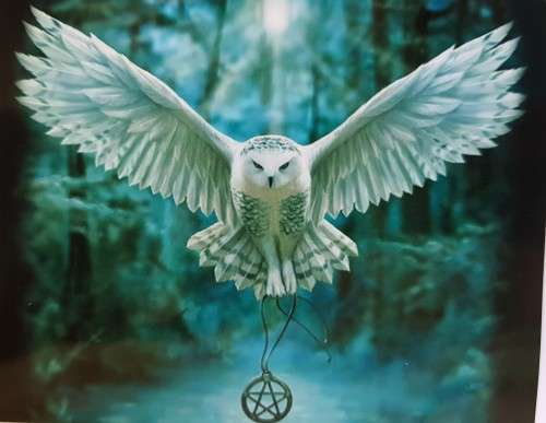 Paint By Numbers Kits - Owl