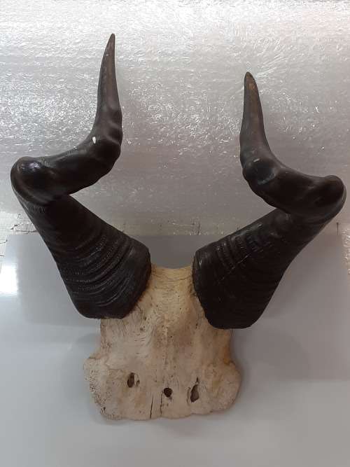 Stunning Rooi Hartebees Trophy (Horns)!!!! MAKE AN OFFER!!!
