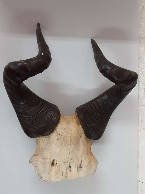 Stunning Rooi Hartebees Trophy (Horns)!!!! MAKE AN OFFER!!!