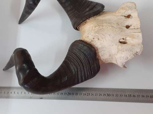Stunning Rooi Hartebees Trophy (Horns)!!!! MAKE AN OFFER!!!