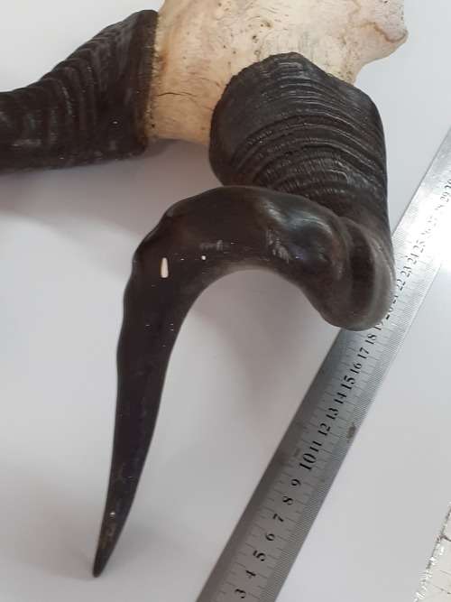 Stunning Rooi Hartebees Trophy (Horns)!!!! MAKE AN OFFER!!!