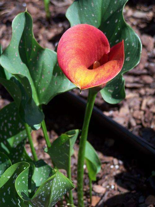 Zantedeschia (Calla) (Varkoor) (Arum) Mango tuber