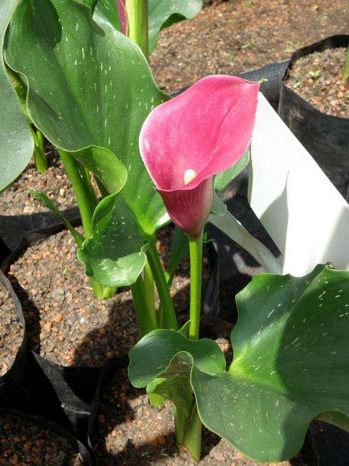 Zantedeschia (Calla) (Varkoor) Pink persuasion tuber