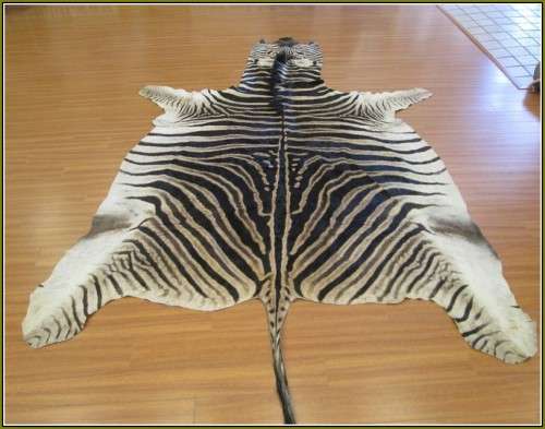 Stunning Zebra hide