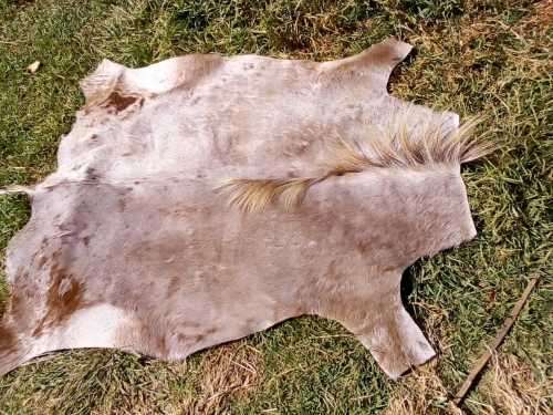 Rare Golden Wildebeest